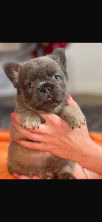 Fluffy frenchie