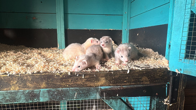 Micro ferrets