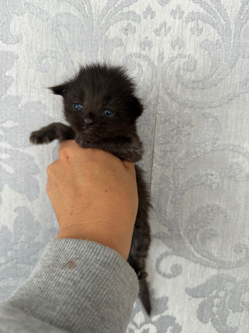 Maine coon x ragdoll black smoke female