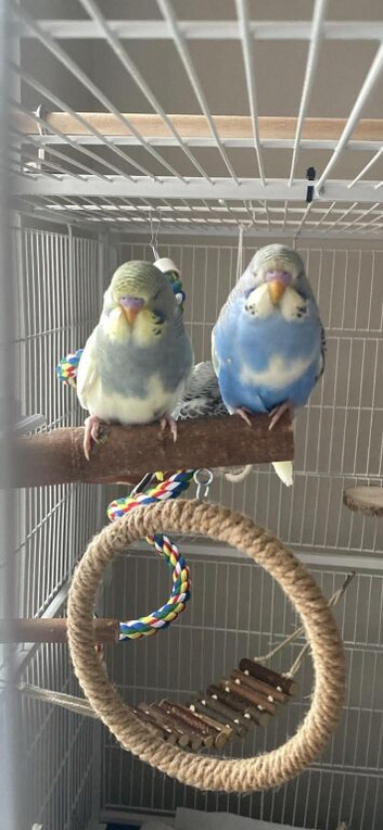 2 baby male budgies