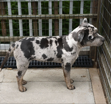 Blue Merle & Tan Staffordshire Bull Terrier girl