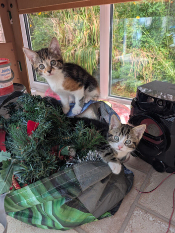 Three kittens looking for forever home
