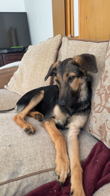 Collie cross male