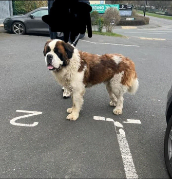 Fantastic Saint bernard stud