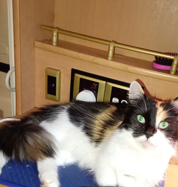 Torty raggamuffin