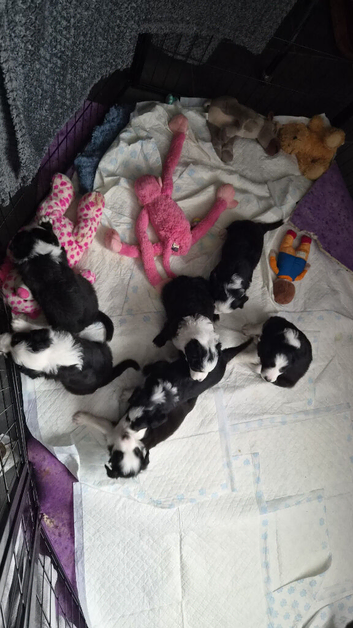 Boader collie pups