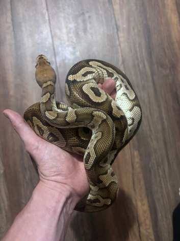 Cypress clown