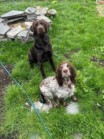 Beautiful Springador puppies