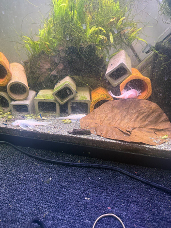 Snow White bristlenose breeding group X8