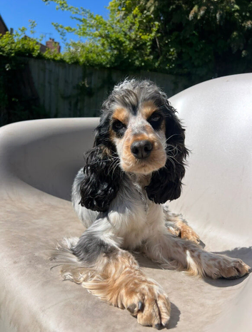 Female cocker for rehoming