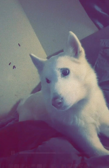 TYLA | AKITA | FULLY WHITE| 3 YEARS OLD