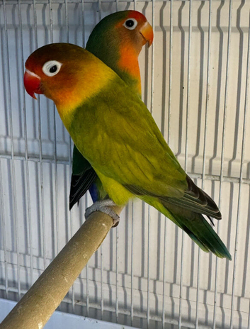 Breading pairs fisher love birds
