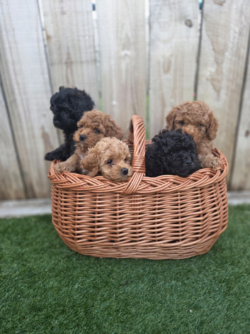 Stunning American Cockapoo puppies