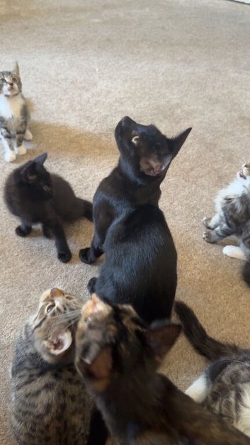 1 kitten looking for he&rsquo;s loving homes