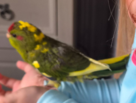 Male kakariki
