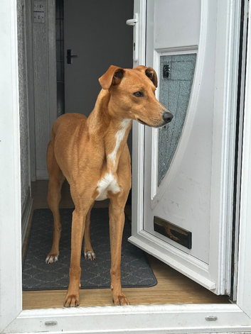 Saluki bull grey
