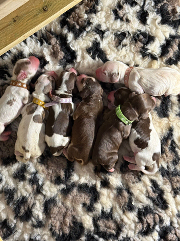 7 beautiful chocolate verities show-type cocker spaniel extensively health tested parents