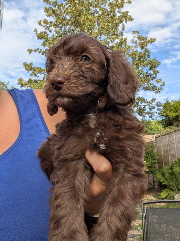 Cockapoo puppies. Various colours Ready to leave