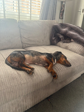 Dachshund