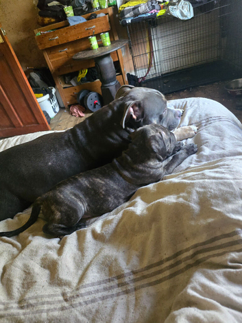 Pocket bully cross presa canario
