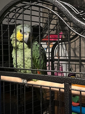 Amazon parrot