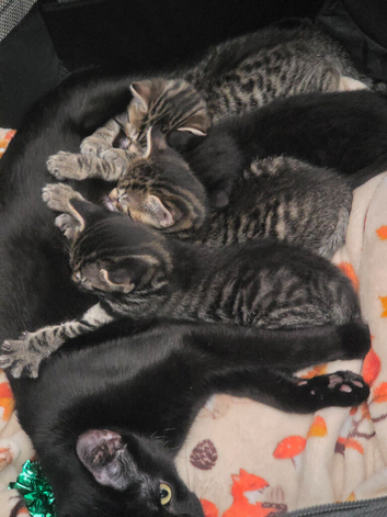 Beautiful kittens