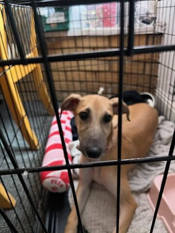 It&rsquo;s a saluki cross whippet puppy