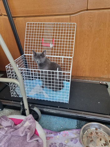 Kittens For sale