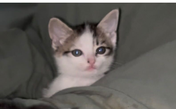 Kittens &pound;30 ready now