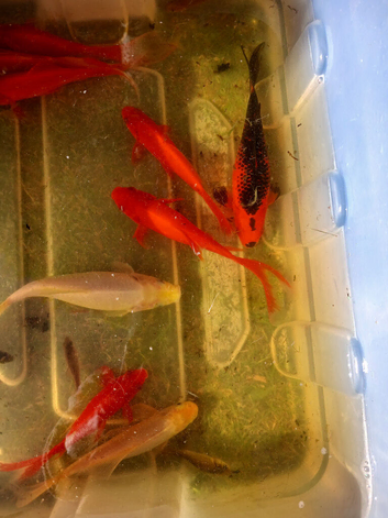 Pond fish for sale &pound;1 each . 14 for &pound;10