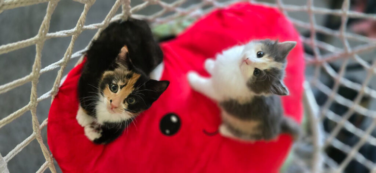 Beautiful Kittens Looking for Their Forever Homes