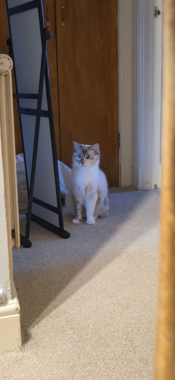 Female Ragdoll