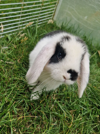 Mini Lops Ready Now