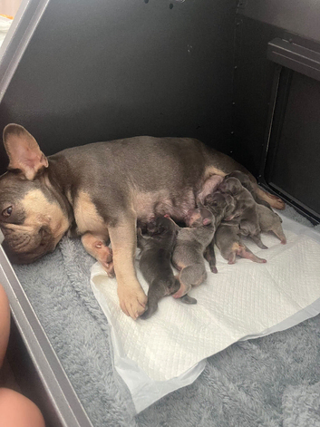 5 French puppies for sale wanting a new home