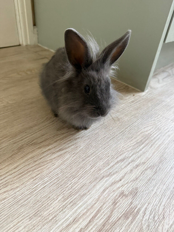 Lion head x Netherlands dwarf