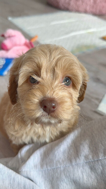 Cockapoo puppies ready now!'