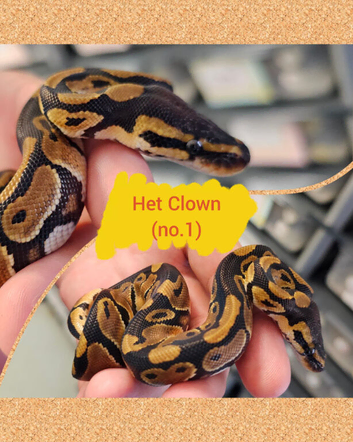 Amazing range of ball pythons avaiable