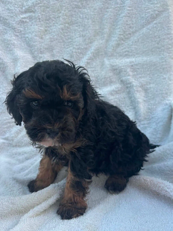Cavapoo puppies