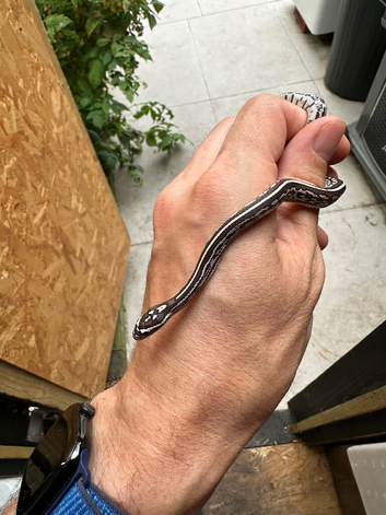2026 Hatchling Corn Snakes &ndash; Normal, Anery & Stripe Morphs