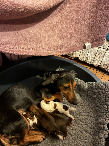 Small shitzu,Dachshund cross jack Russell