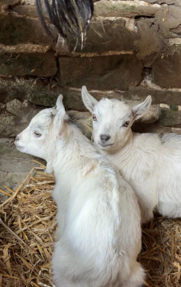Pygmy kids