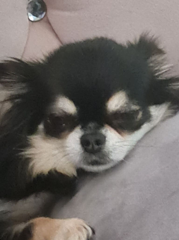 Chihuahua
