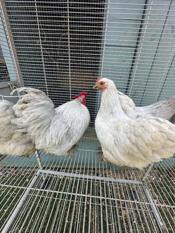 Bantam Pekin