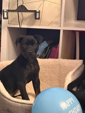 Rottweiler x staff