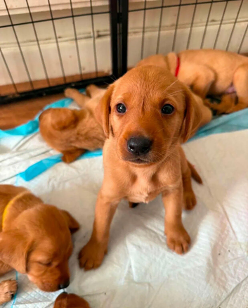 **Fox Red Labrador Puppies &ndash; A New Adventure Begins**