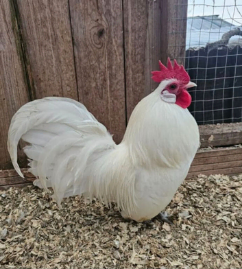 Show Pyle, Blue and White Dutch Bantams