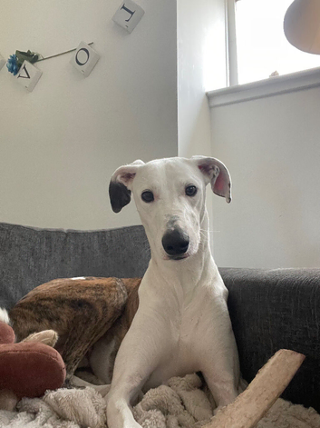 Stud greyhound x