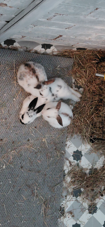 Baby rabbits