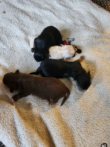 Chihuahua puppies