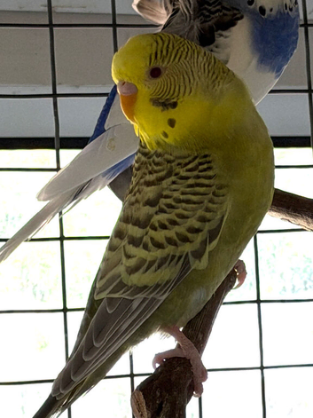 Dun Fallow Male Budgie